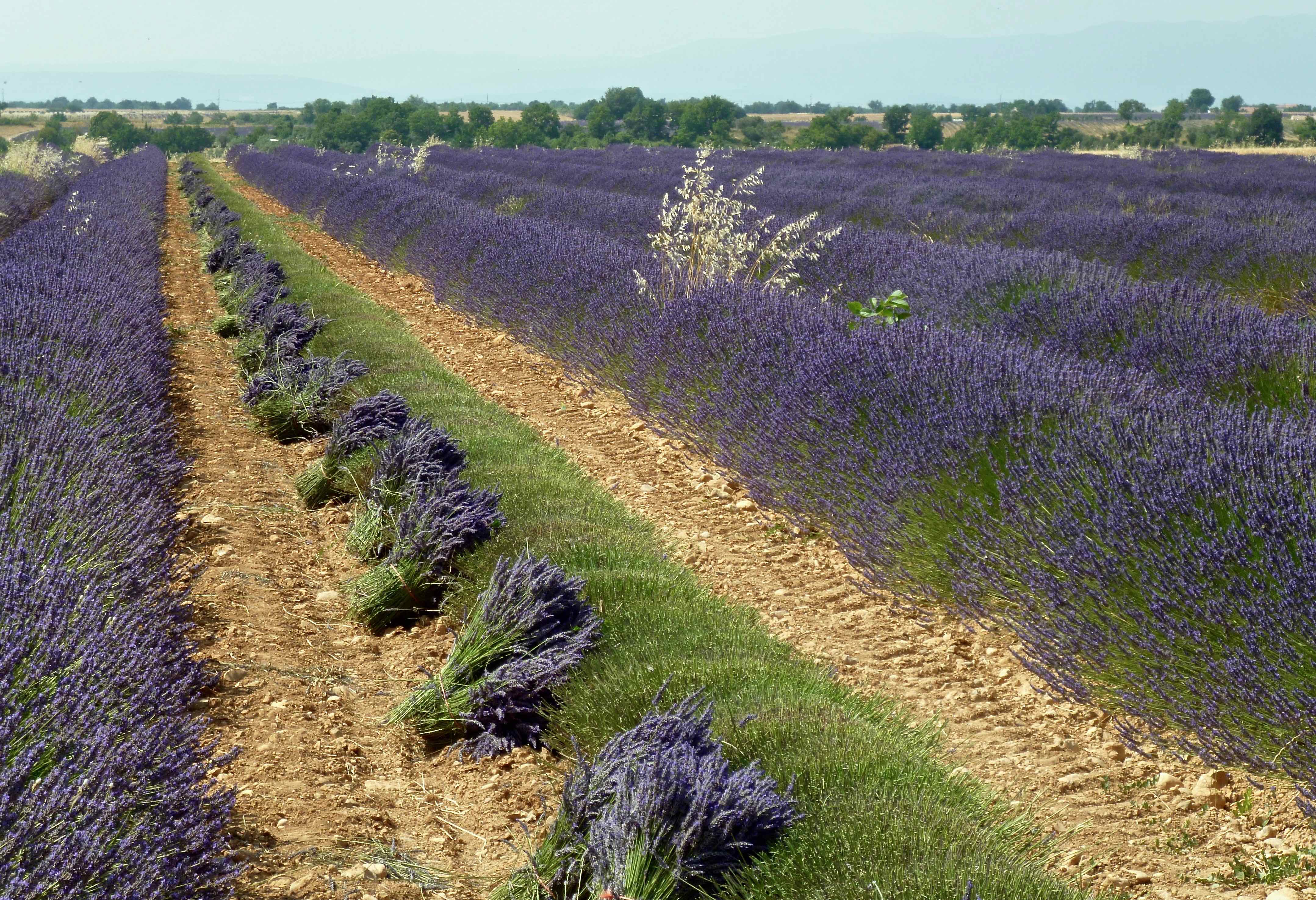 Lavender in Provence. La Lavande en Provence - Cécile's Blog