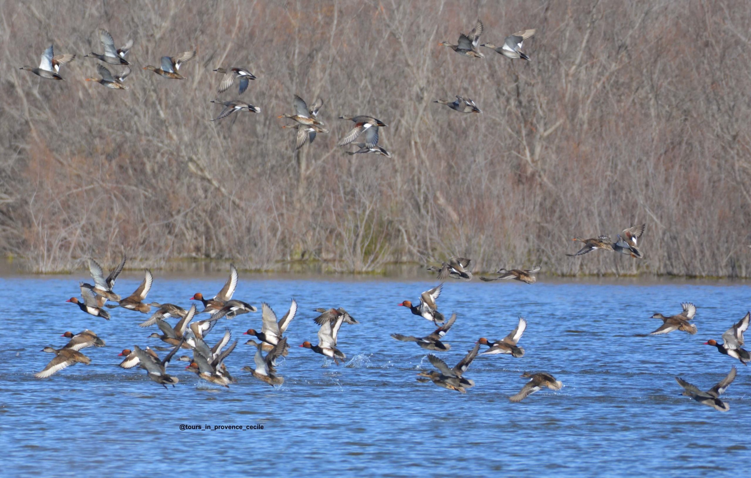 Visites guidées et observations des oiseaux - Cécile's Blog