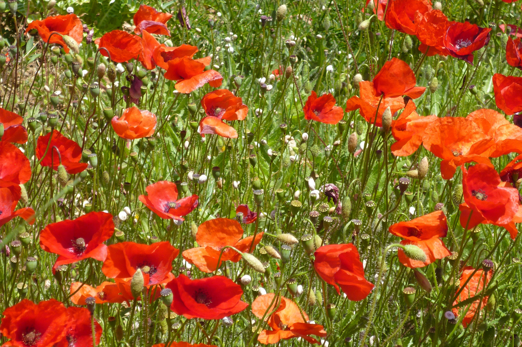 impressions-provence-coquelicots - Tours in Provence